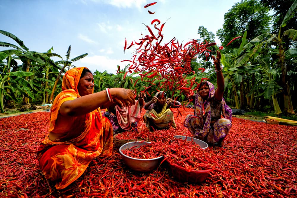 Vibrant Chili Harvest by Avishek Das — canvas wall art