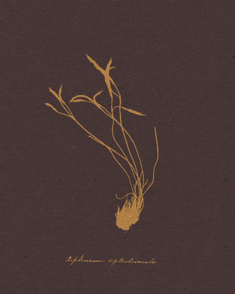 Golden Botanical Study by Wild Violets — canvas wall art