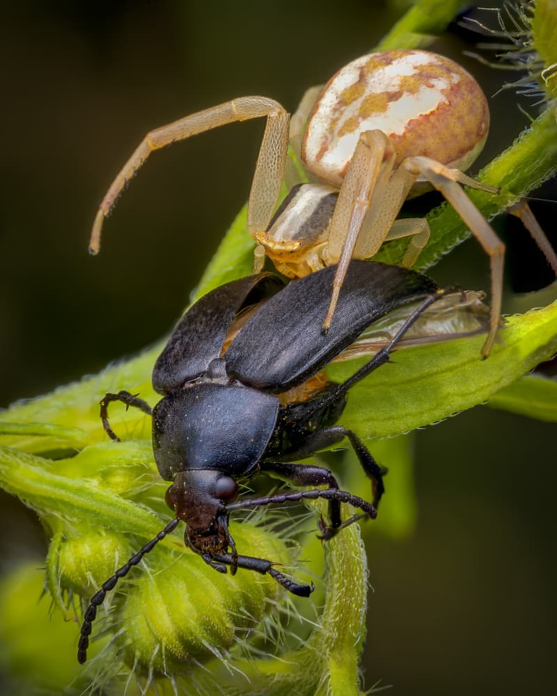 Crab Spider Captures Beetle by Eduard Andrica — canvas wall art