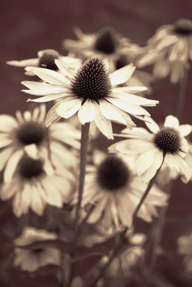 Soft Sepia Coneflowers by Christina Sillen — canvas wall art