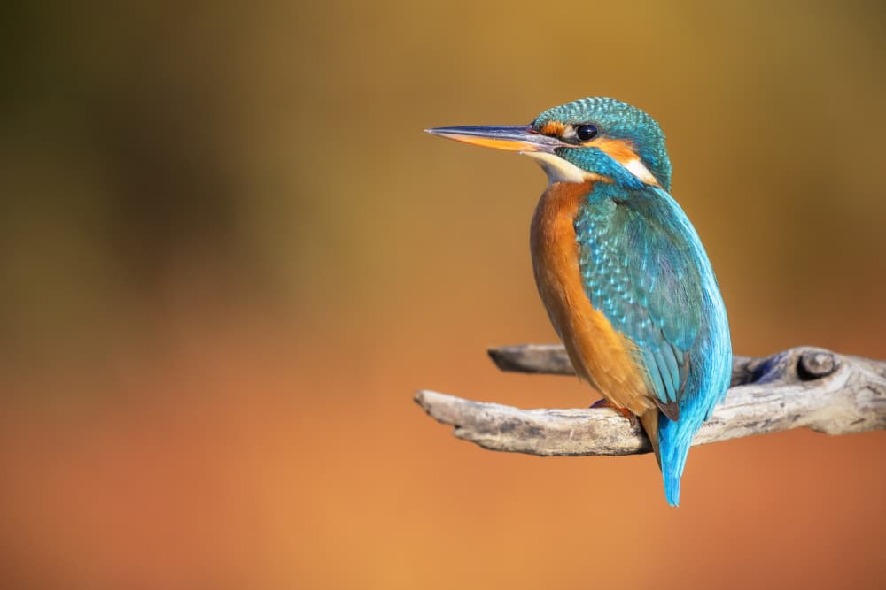 Colorful Kingfisher Perched by TONY GORAN — canvas wall art