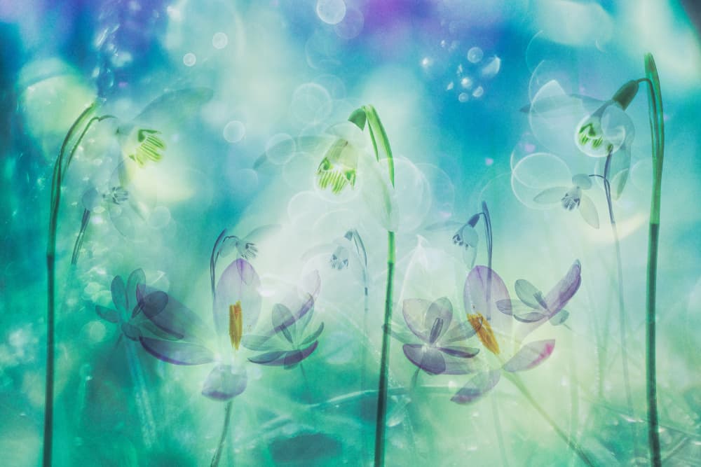 Dreamy Spring Blooms by Hilda van der Lee — canvas wall art