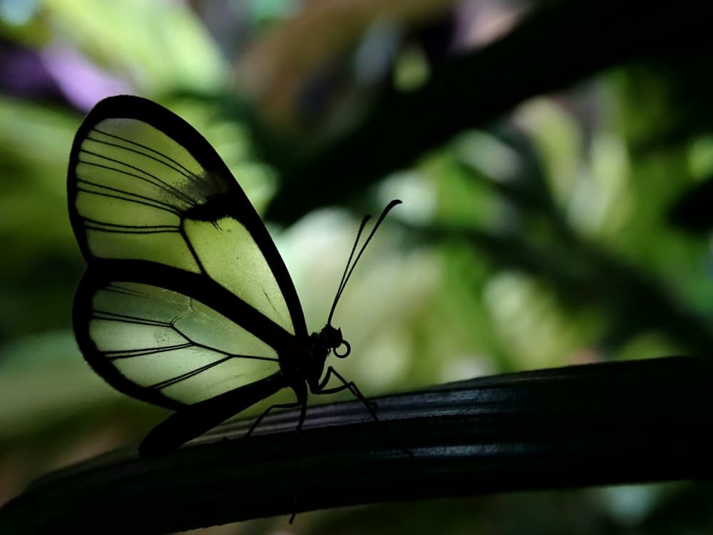 Clear Winged Butterfly by Ivan Lesica — canvas wall art
