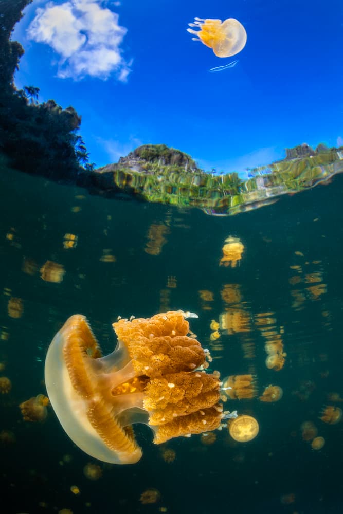 Jellyfish Split View by Barathieu Gabriel — canvas wall art