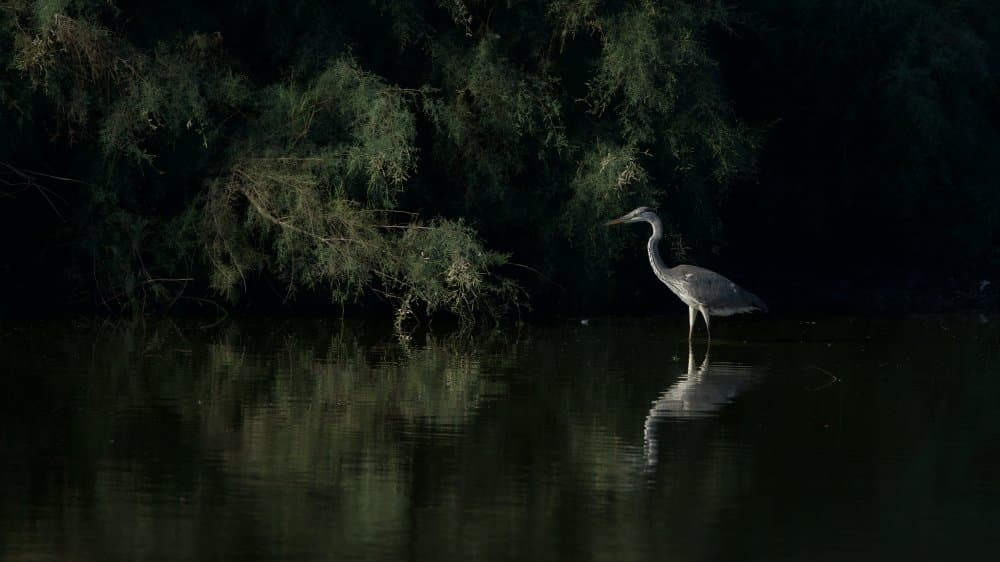 Wading Heron Reflection by David Manusevich — canvas wall art