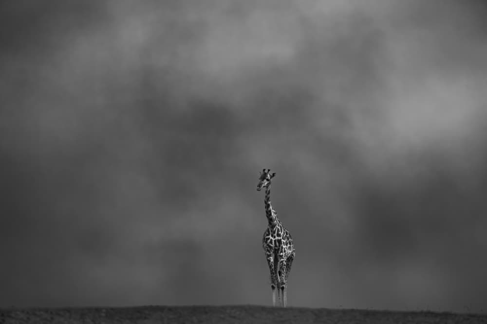 Solitary Giraffe Dark Sky by MIN LI — canvas wall art