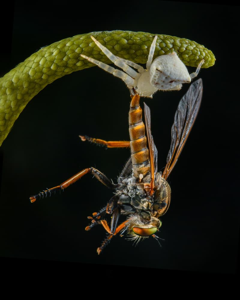 Spider Catches Robber Fly by Ajar Setiadi — canvas wall art