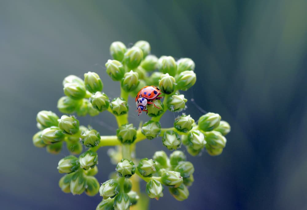 Ladybug on Green Buds by Thierry Dufour — canvas wall art