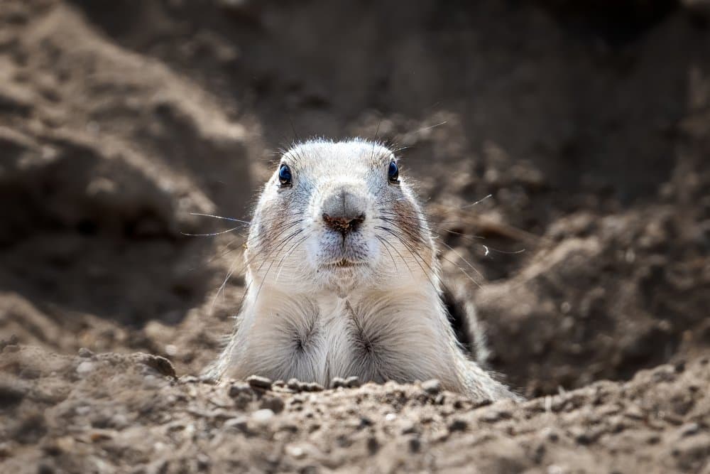 Curious Prairie Dog by Siyu_Wei APA — canvas wall art
