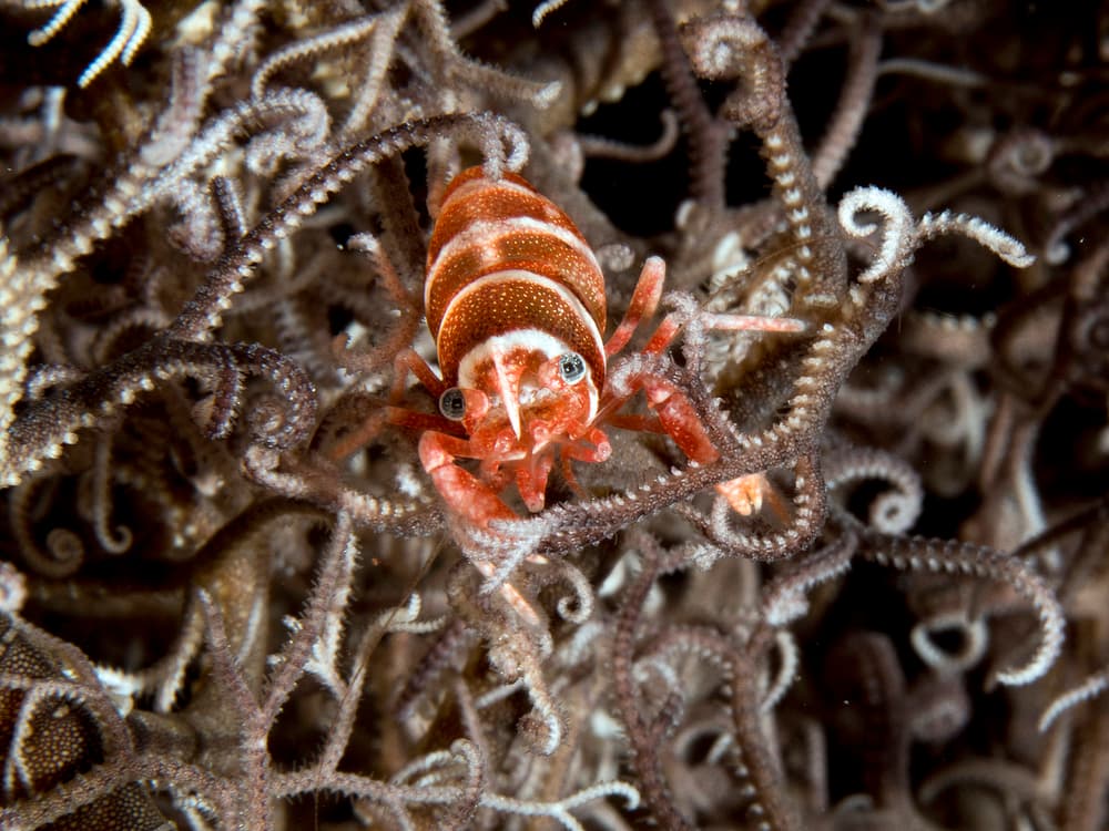 Vibrant Emperor Shrimp by Ilan Ben Tov — canvas wall art