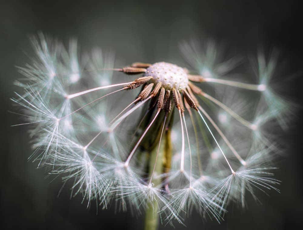 Delicate Dandelion Seed Head by Fred Louwen — canvas wall art