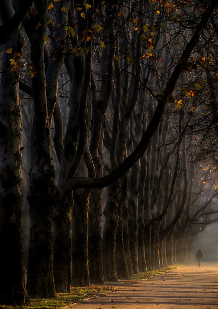 Misty Autumn Path by Anna Niemiec — canvas wall art