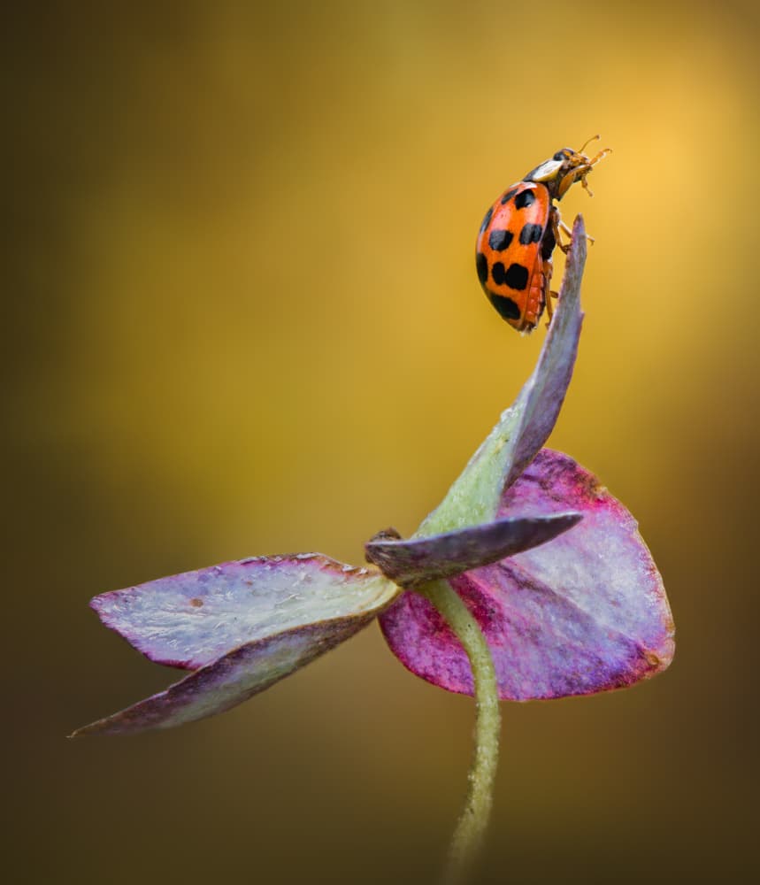 Vibrant Ladybug Perch by Atul Saluja — canvas wall art