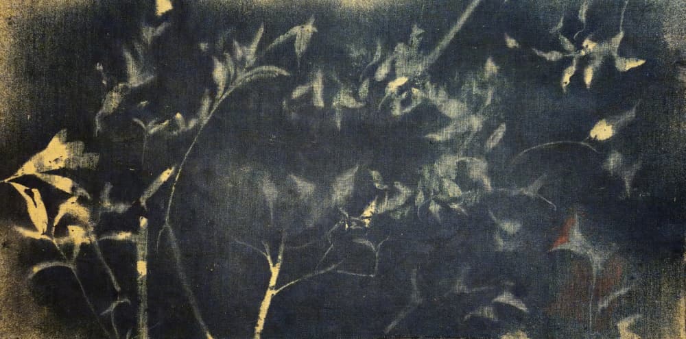 Indigo Botanical Study by Stefano Mazzolini — canvas wall art