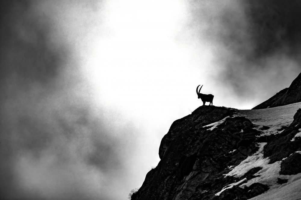 Alpine Ibex Silhouette by Marco Redaelli — canvas wall art