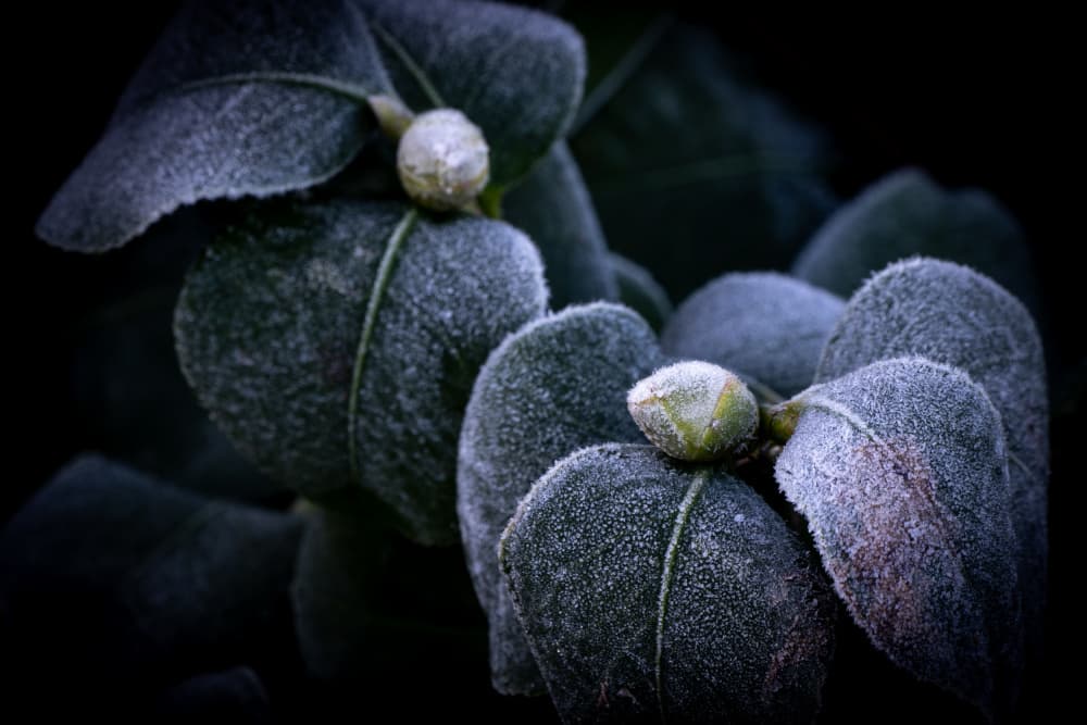 Frosted Winter Buds by Fred Louwen — canvas wall art