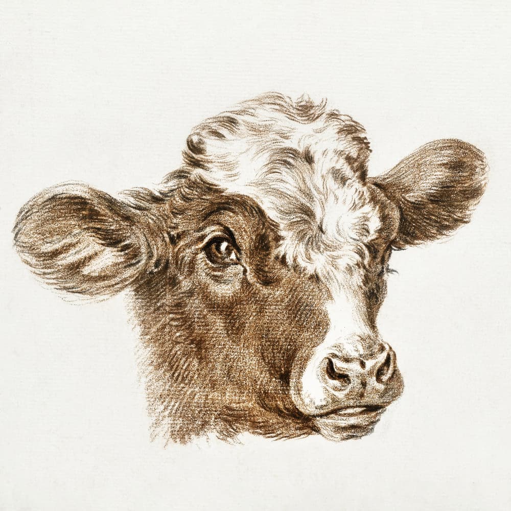 Head of a Cow by Jean Bernard — canvas wall art