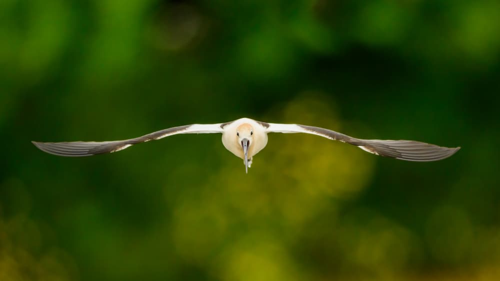 White Bird In Flight by Moses Wang — canvas wall art