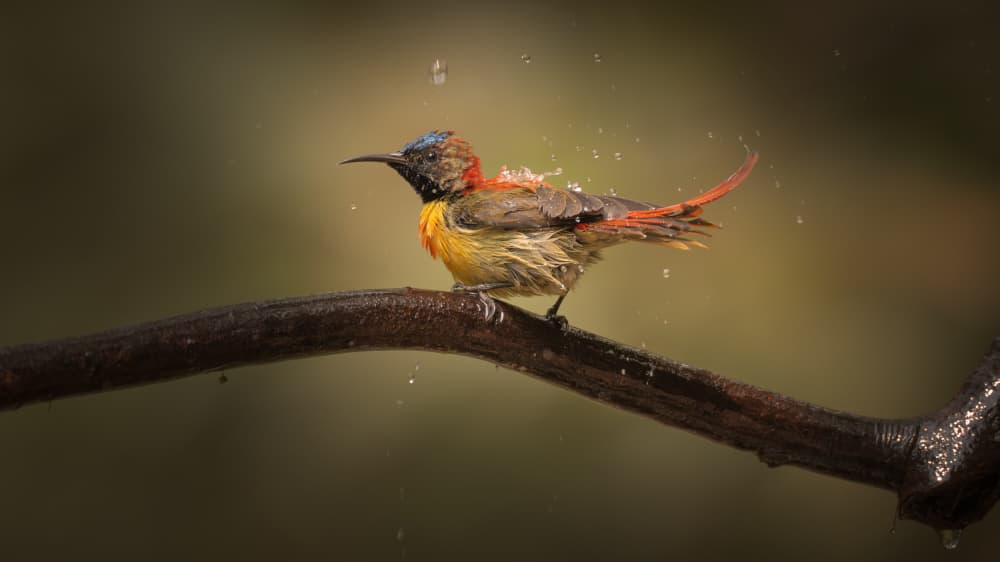 Bathing Sunbird Splash by tianhuayu — canvas wall art