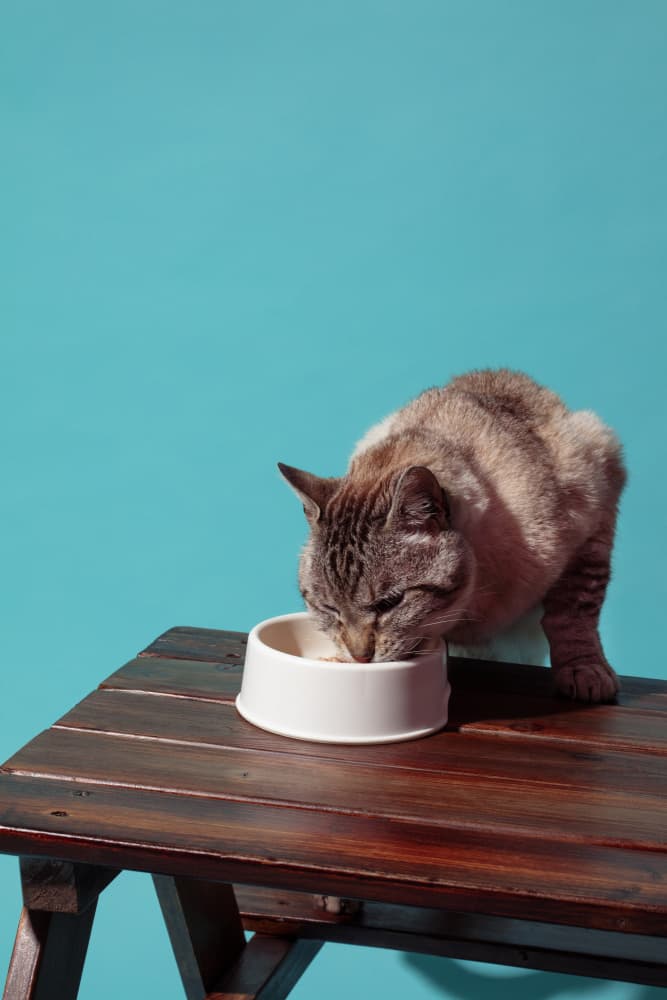 Cat Eating Meal by Julia Ramiro — canvas wall art
