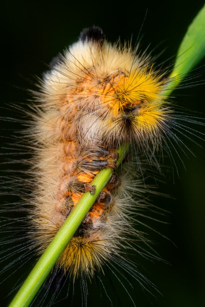 Vibrant Fuzzy Caterpillar by Eduard Andrica — canvas wall art