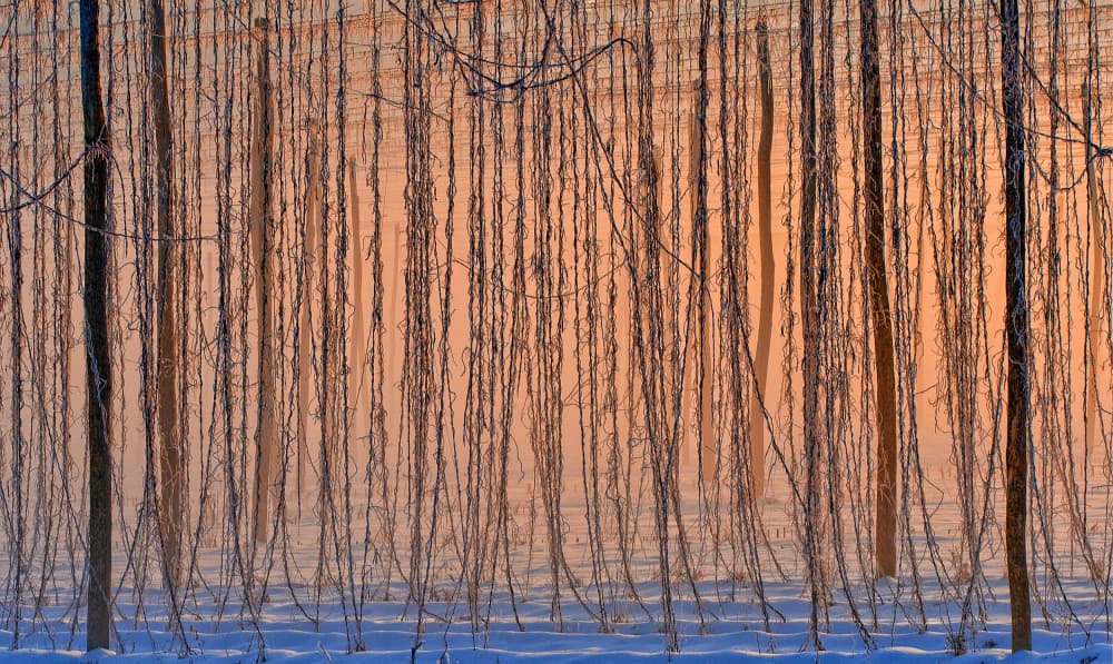Bare Trees Winter Glow by Jure Kravanja — canvas wall art