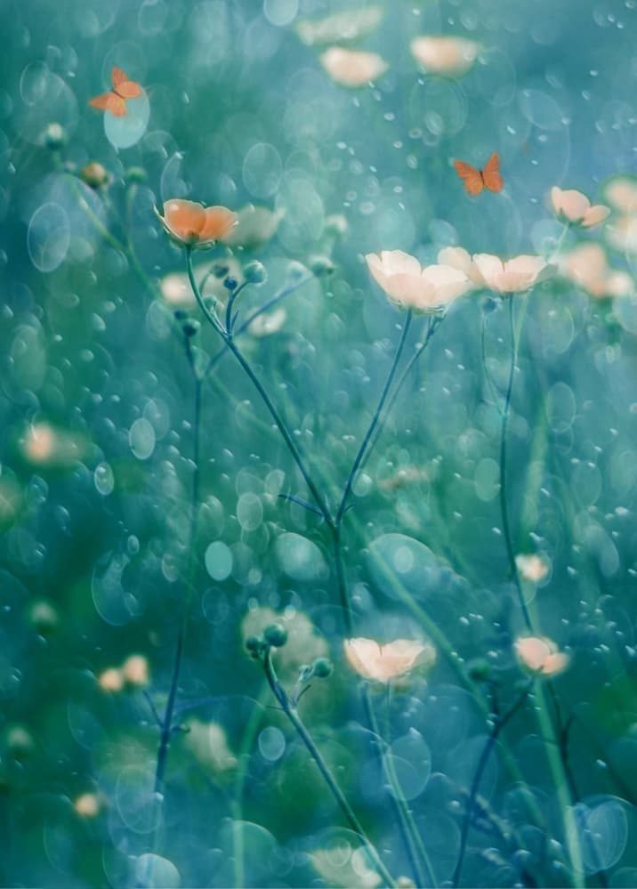 Vibrant Garden Butterflies by Delphine Devos — canvas wall art