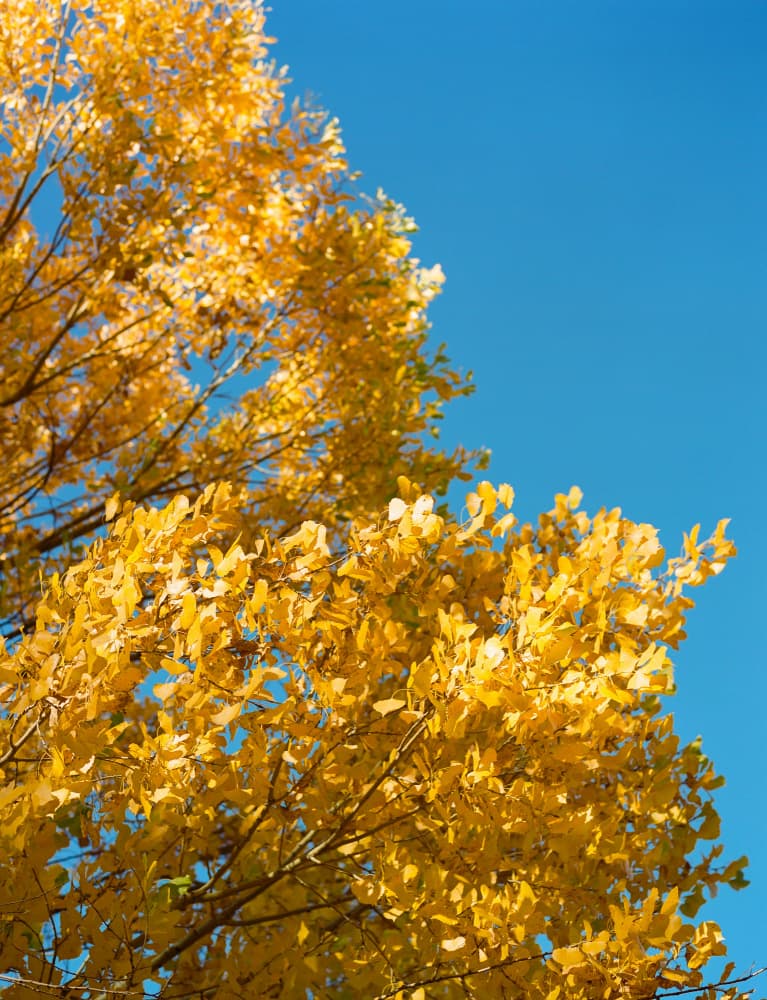 Golden Leaves Blue Sky by Bethany Young — canvas wall art