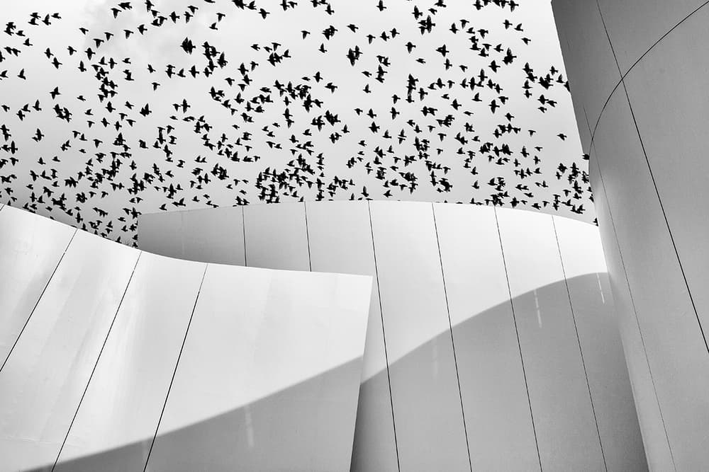 Birds Over Modern Curves by Massimo Della Latta — canvas wall art