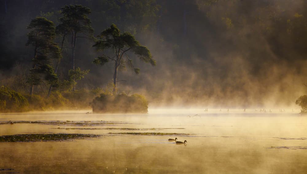 Misty Golden Lake Morning by Anton van Dongen — canvas wall art