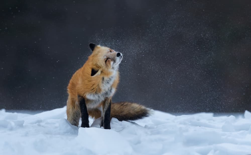 Red Fox Shaking Snow by Max Wang — canvas wall art