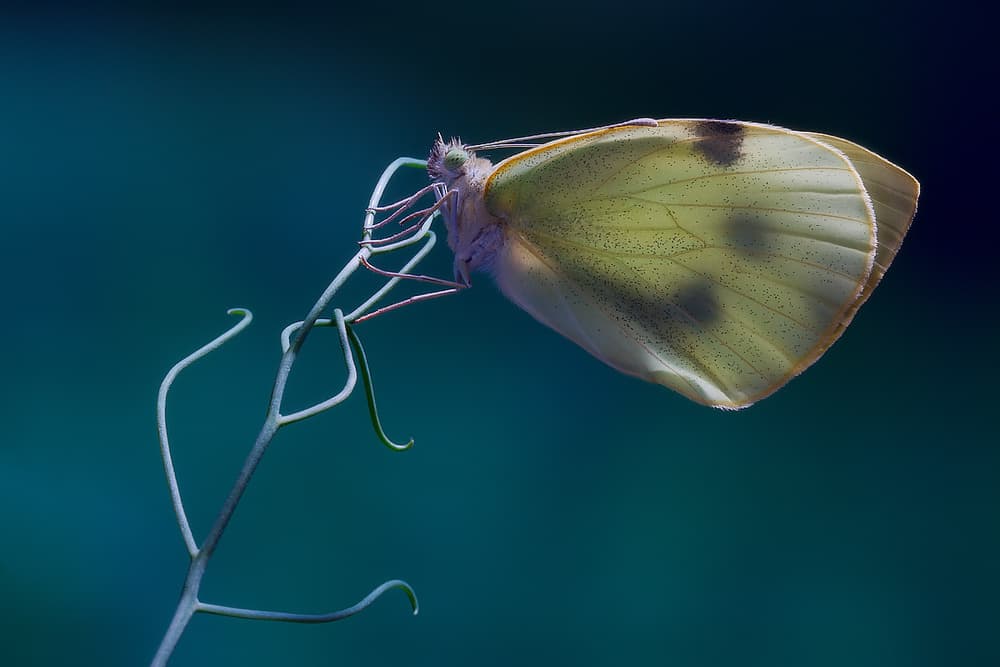 Delicate Butterfly on Vine by Jimmy Hoffman — canvas wall art