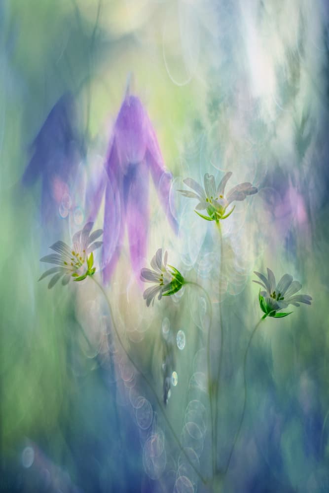 Dreamy White Flowers by Hilda van der Lee — canvas wall art