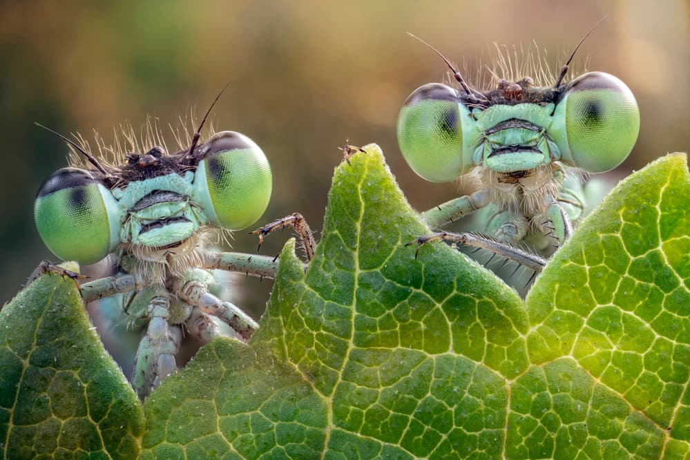Green Eyed Damselflies by Alberto Ghizzi Panizza — canvas wall art