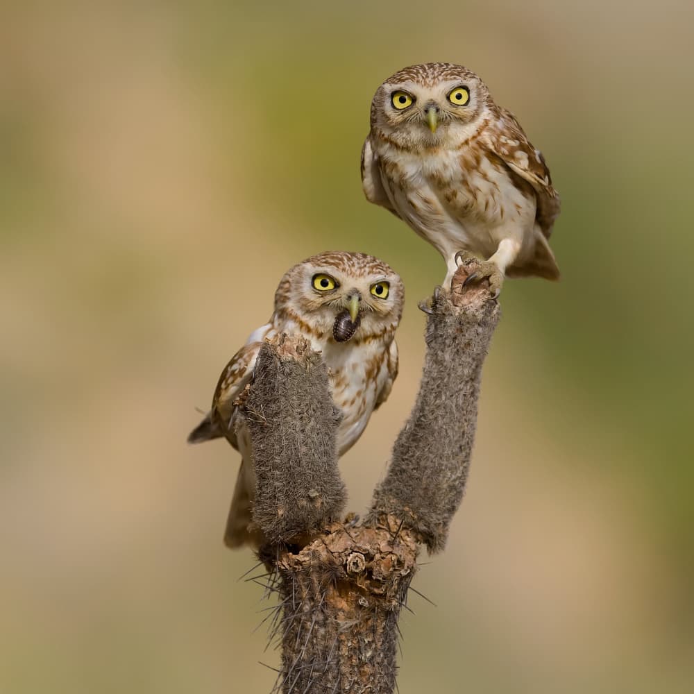Curious Little Owls by David Manusevich — canvas wall art