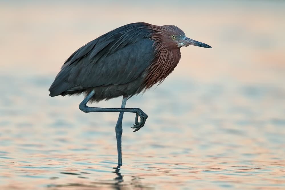 Reddish Egret Standing Calmly by Nicolás Merino — canvas wall art