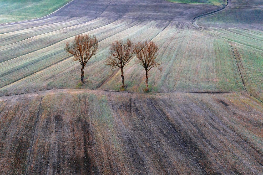 Rolling Fields Bare Trees by Jure Kravanja — canvas wall art