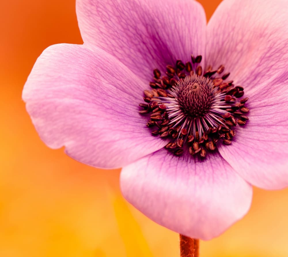 Vibrant Purple Bloom by Art Lionse — canvas wall art
