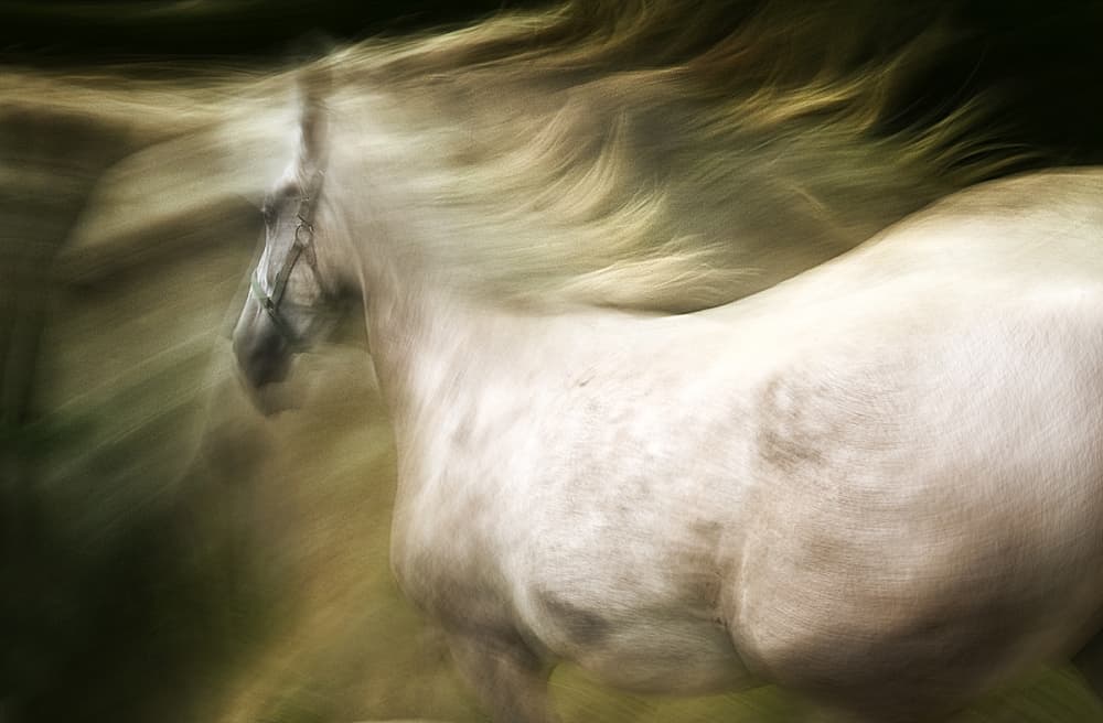 White Horse Motion by Milan Malovrh — canvas wall art
