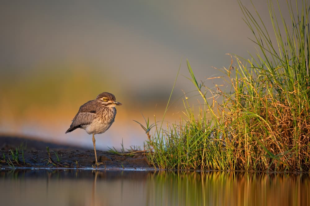 Peaceful Shore Bird by Marco Pozzi — canvas wall art