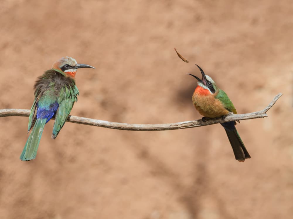 Vibrant Bee-eaters Feeding by Taksing (吉星高照) — canvas wall art