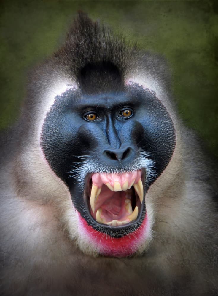 Fierce Primate Gaze by Carles Just — canvas wall art