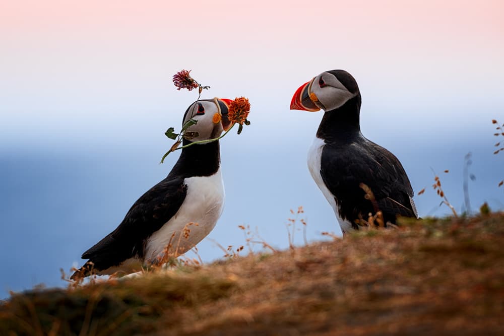 Romantic Puffin Pair by Siyu_Wei APA — canvas wall art