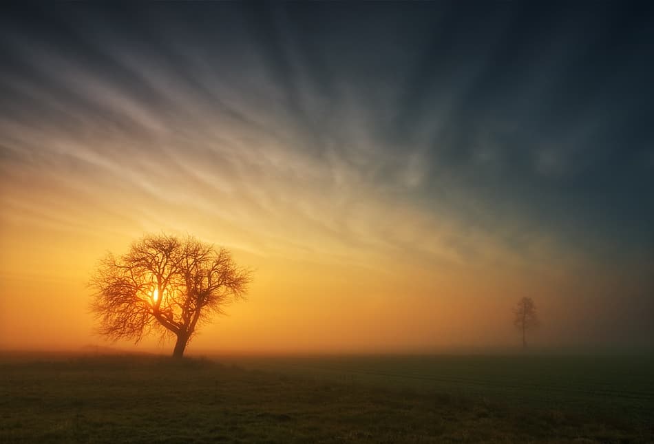 Golden Tree Mist by Krzysztof Browko — canvas wall art