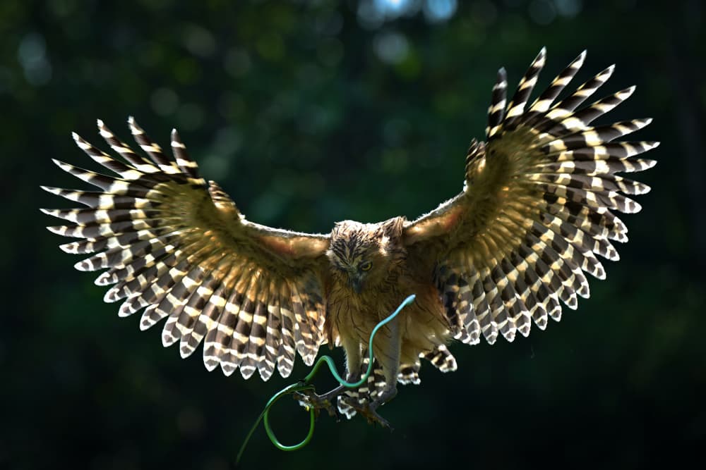 Majestic Owl in Flight by Ajar Setiadi — canvas wall art