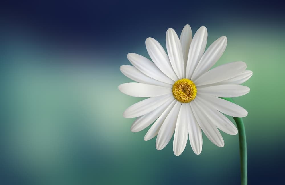 White Daisy Blossom by Bess Hamiti — canvas wall art