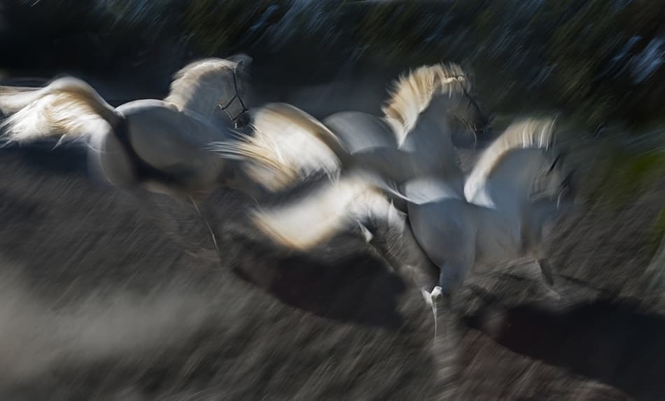 Galloping White Horses by Milan Malovrh — canvas wall art