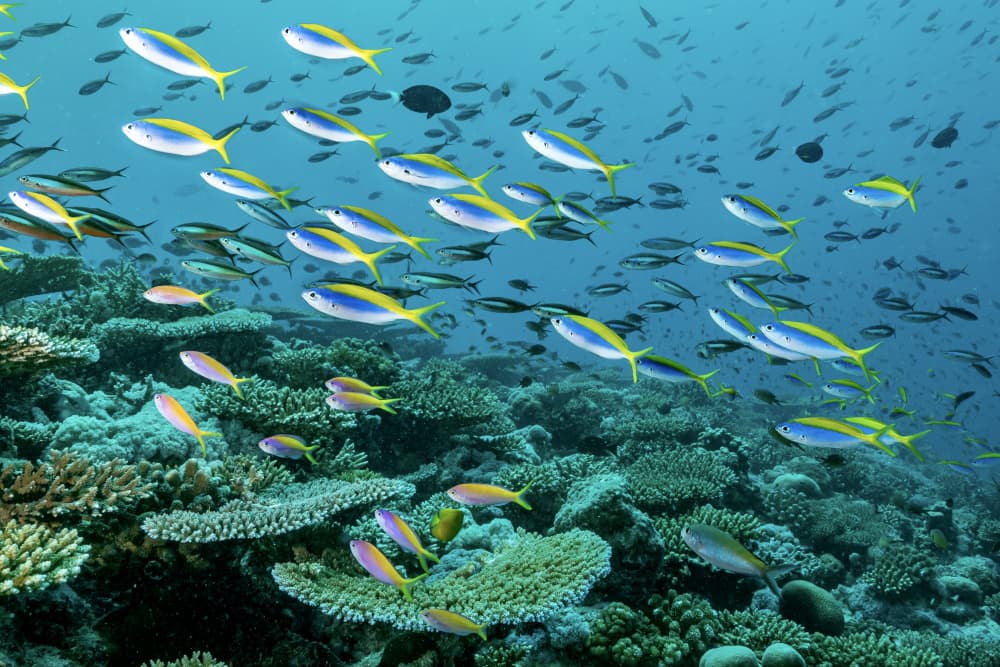 Vibrant Coral Reef by Serge Melesan — canvas wall art