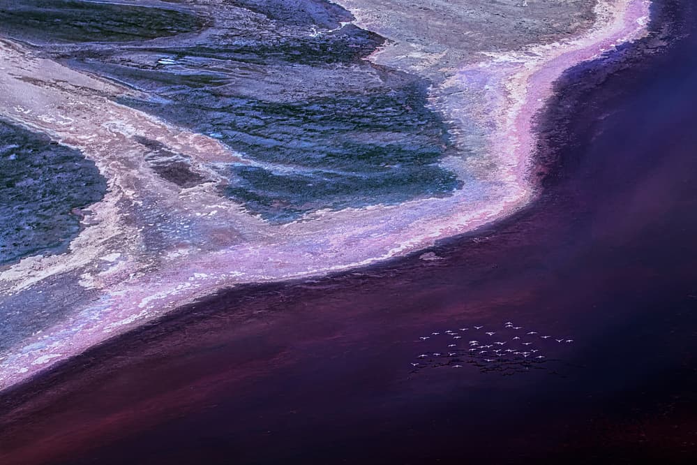 Pink Lake and Flamingos by Leah Xu — canvas wall art