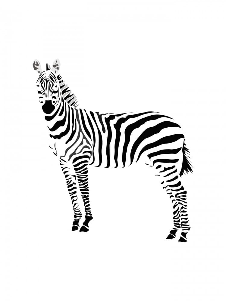 Elegant Zebra Portrait by Elizabeth C — canvas wall art